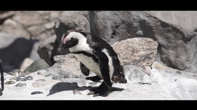 160721penguin3d - 3.jpg